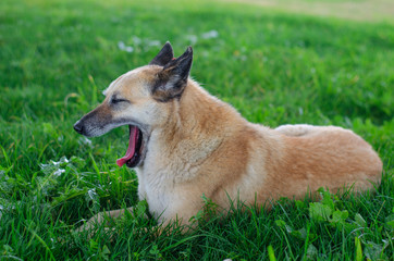 Naklejka na ściany i meble Big brown dog lying in green grass