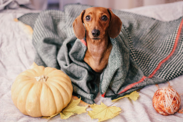 dachshund on the bed, home comfort, warm