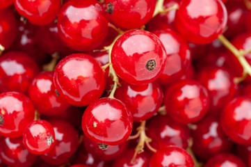 Ripe juicy red currant berries.