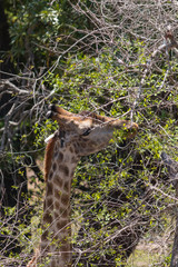 Giraffe in the Kruger national park, South Africa