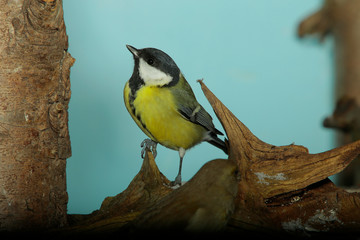 Kohlmeise (Parus major) Europa