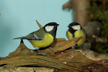 Kohlmeise (Parus major) Europa