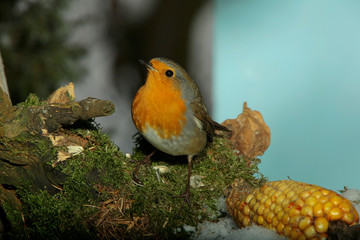 Rotkehlchen (Erithacus rubecula)