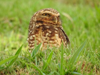 Close-up of a burrowing owl looking to the side on a sunny and bright day. In the background, unfocused green vegetation.