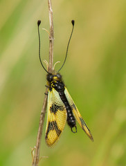 Beautiful Owlfly Libelloides macaronius in Czech Republic