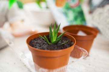 houseplant in a pot