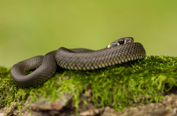 The Grass snake Natrix natrix in Czech Republic