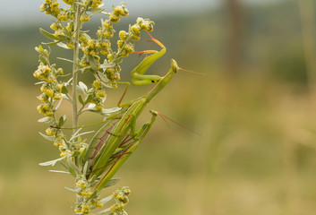 Praying mantis Mantis religiosa in Czech Republic