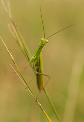 Praying mantis Mantis religiosa in Czech Republic