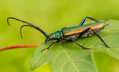 Musk beetle Aromia moschata in Czech Republic