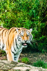 An Amur Tiger which is the largest and lightest coloured of the tiger sub-species and the largest cats in the world