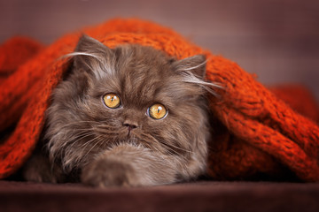 BLH Britisch Langhaar Kitten in chocolate unter Decke in orange