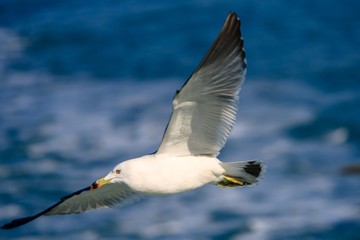 a seagull gliding in the West Sea