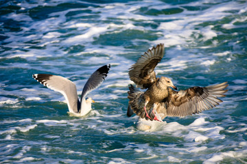 a seagull gliding in the West Sea