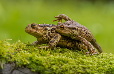 Common toad Bufo bufo in Czech Republc