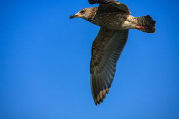 a seagull gliding in the West Sea