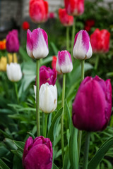 Spring flowers tulips blossom in the garden. Beautiful and bright tulips. 8 march or womens day. Mothers day. Spring flower field. 