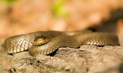 The Grass snake Natrix natrix in Czech Republic