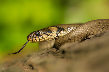Fototapeta premium The Grass snake Natrix natrix in Czech Republic