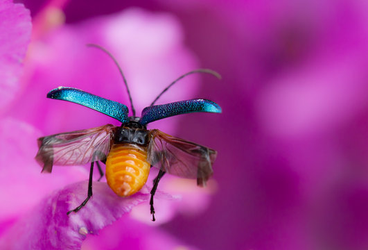 Longhorn beetle Gaurotes virginea in Czech Republic