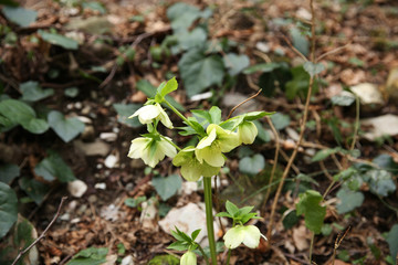 Hellebore in spring in the forest