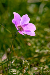 Back view of pink anemone flower in sunlight backlit