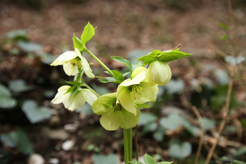 Spring flower in spring in the forest