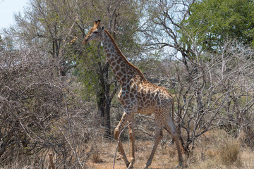 Giraffe in the Kruger national park, South Africa