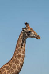 Obraz premium Giraffe in the Kruger national park, South Africa
