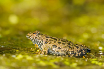 European fire-bellied toad Bombina bombina in Czech republic