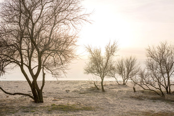 Fototapeta na wymiar Trees without leaves on the sandy seashore at sunset. The threshold of spring.