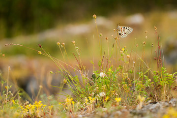 Apollo Buterfly Parnassius apollo in Czech Republic