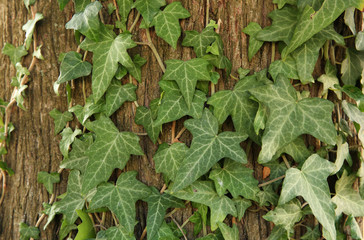 background of green leaves