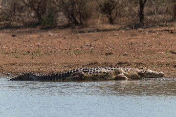 Crocodile at the water hole, South Africa