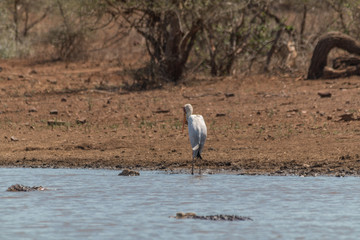 Yellow billed Stork at a lake, South Africa