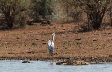 Yellow billed Stork at a lake, South Africa