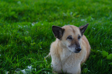 Big brown dog lying in green grass
