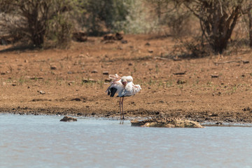 Yellow billed Stork at a lake, South Africa