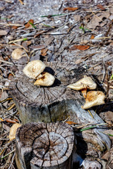 Lentinus crinitus growing on a tree stump