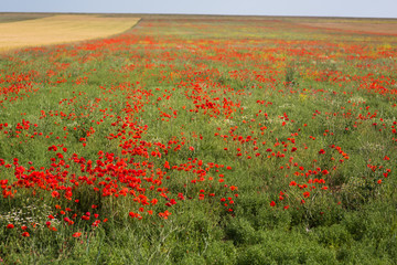 green spring field with flowering red poppies
