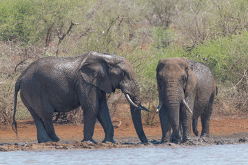 Fototapeta premium Elephant drinking and playing in the water, Kruger national park, South Africa