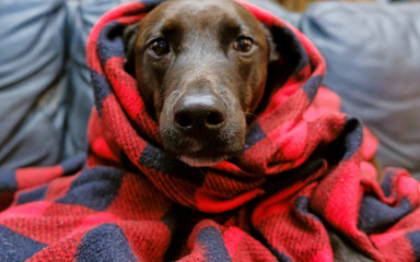 Pet puppy dog wrapped in blanket to keep warm from winter cold.