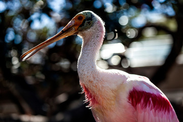 Valencia, Spain - April, 2017: Roseate spoonbill