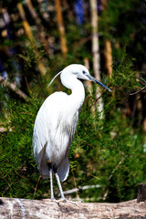 Valencia, Spain - April, 2017: little egret