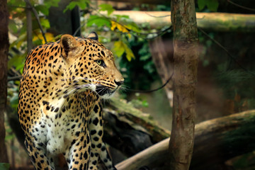 Poster leopard with tree