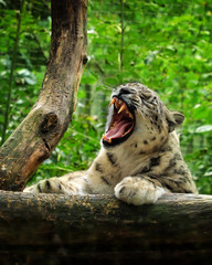 Snow leopard with open mouth