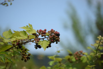 branch with red berries on blue background