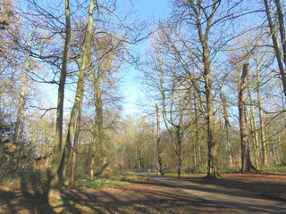 Trees in the woods 6