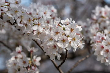 Cherry blossoms, Sakura