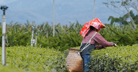 Woman work at the tea farm